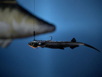 QUANTUM PELAGIC Shad - Pintail 60 g - 21 cm QUANTUM PELAGIC Shad - Pintail 60 g - 21 cm